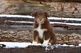 BERGER AUSTRALIEN PUPPIES 578